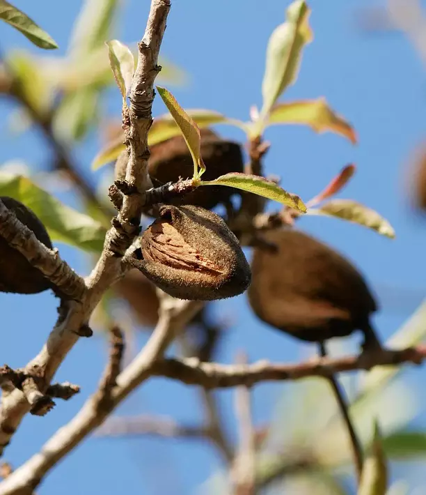 Almendras Capo cultivo de almendras en Mallorca